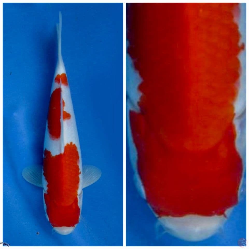 Kohaku Red F1 sakai 24cm