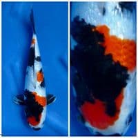 Showa F1 Sakai Gingrin 31cm 