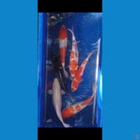 mix 28-33 cm. 
