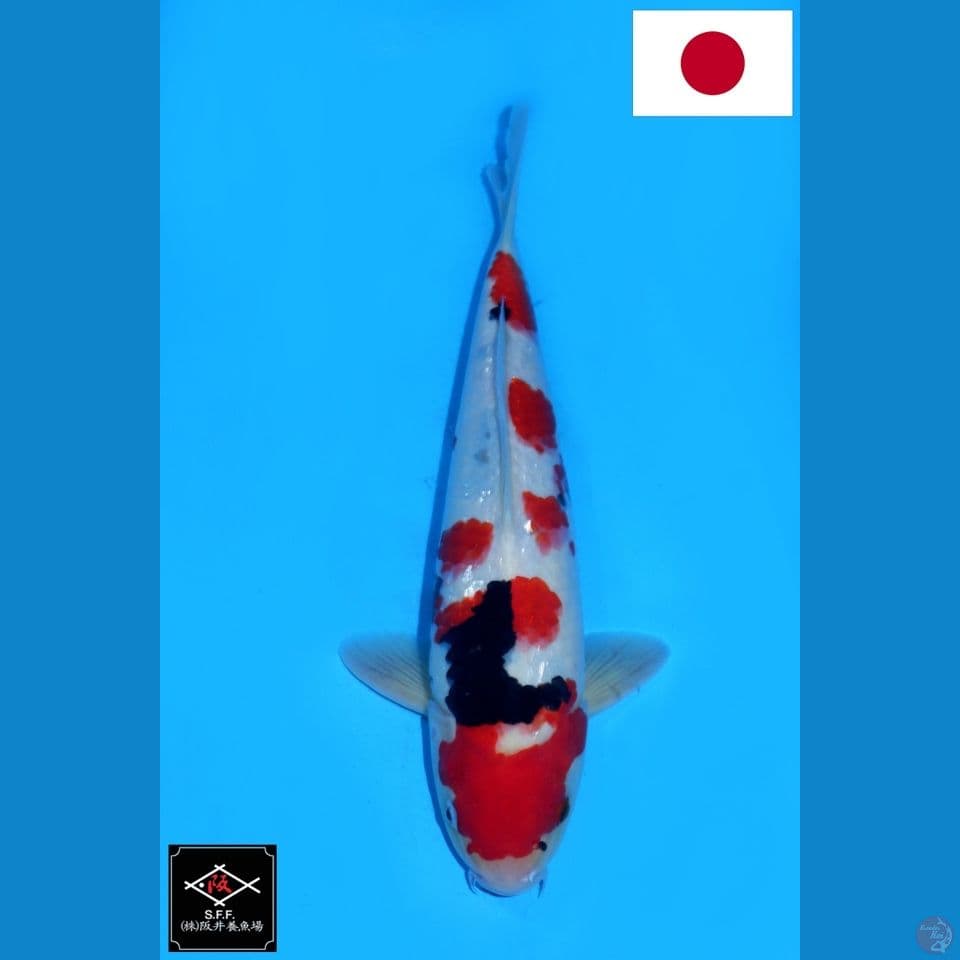 SAKAI SHOWA SANSHOKU HQ 33CM