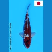 MARUSEI GOROMO HQ 32CM