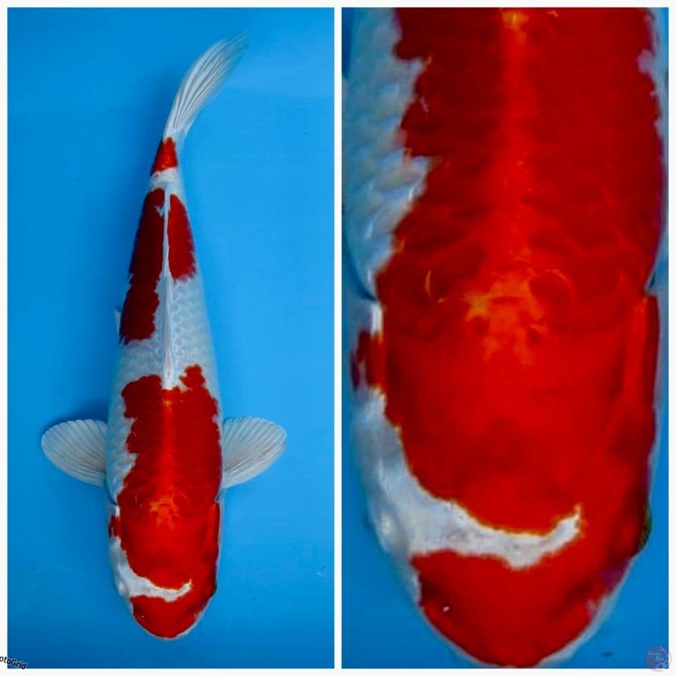 Super red kin kushui F1 marusai 32cm 