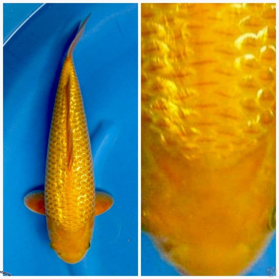 Karasi super gingrin padat body tebel bulky F1 marusai 40cm 