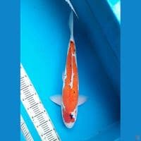 Showa doitsu tategoi 55cm Male