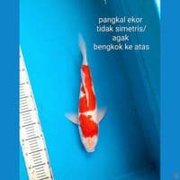 Kohaku 41cm Male