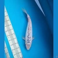 Shusui 43cm Male
