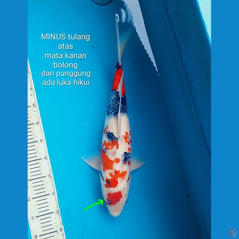 Maruten showa 53cm Female
