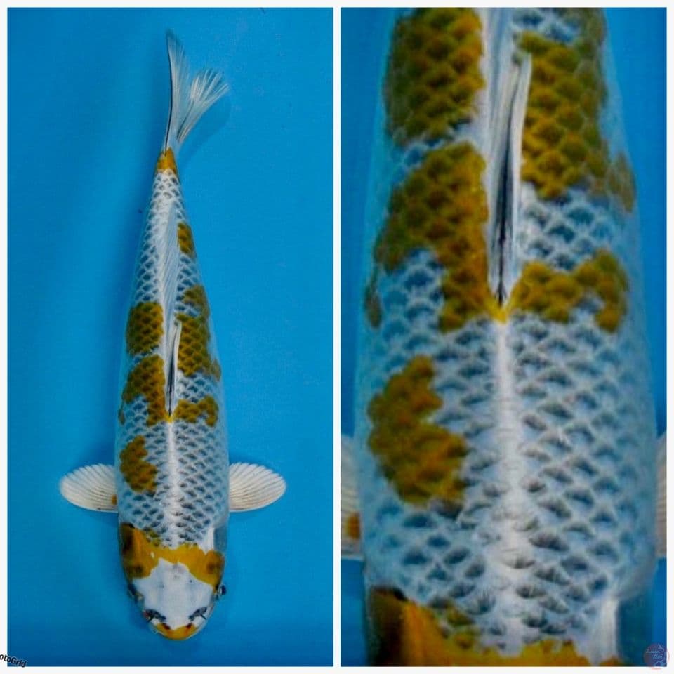 Kujaku yellow F1 marusai 33cm