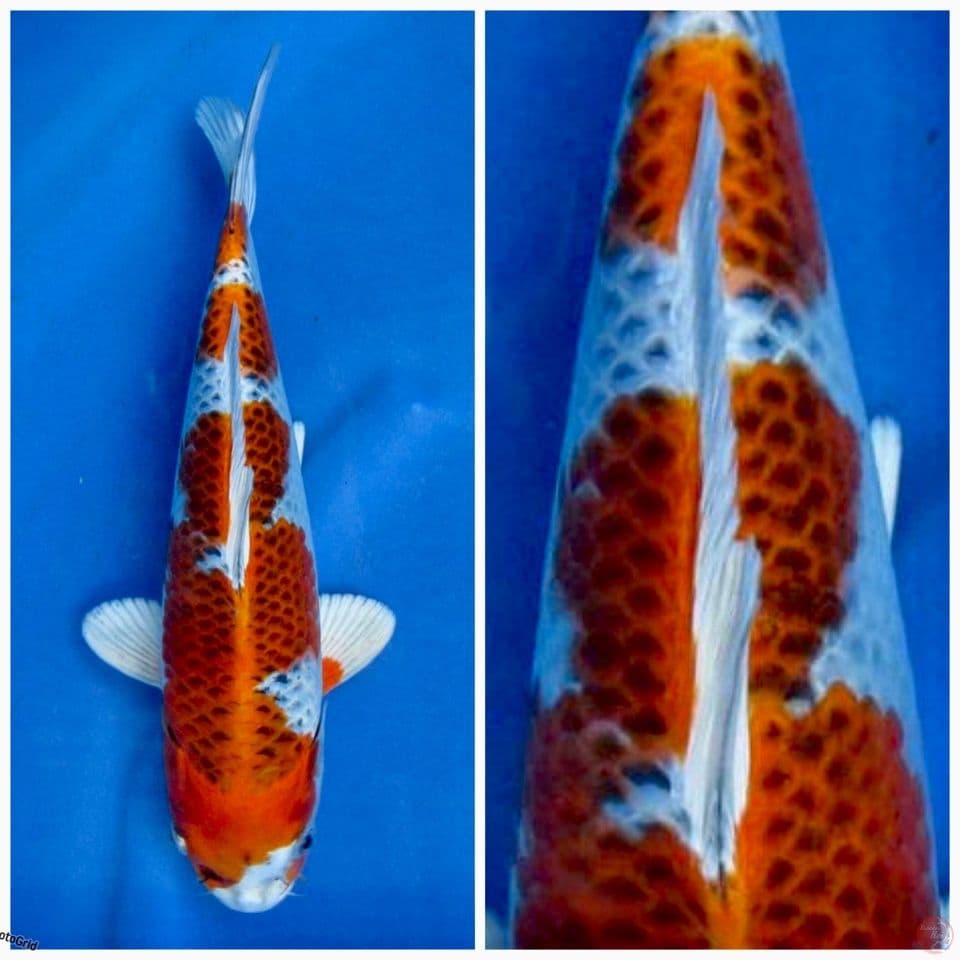 Kujaku pola original F1 marusai 30cm 