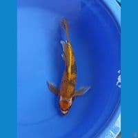 kage kumpay 39 cm