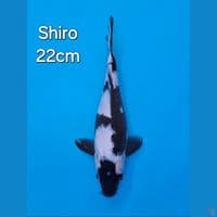 SHIRO UTSURI 22CM