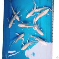 KUMPAY PLATINUM 15-18 CM ( 10 EKOR )