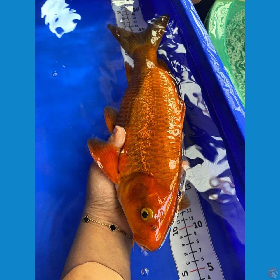 32cm