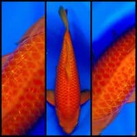 KARASHI GINRIN SHOW QUALITY 45CM MALE