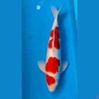 kohaku