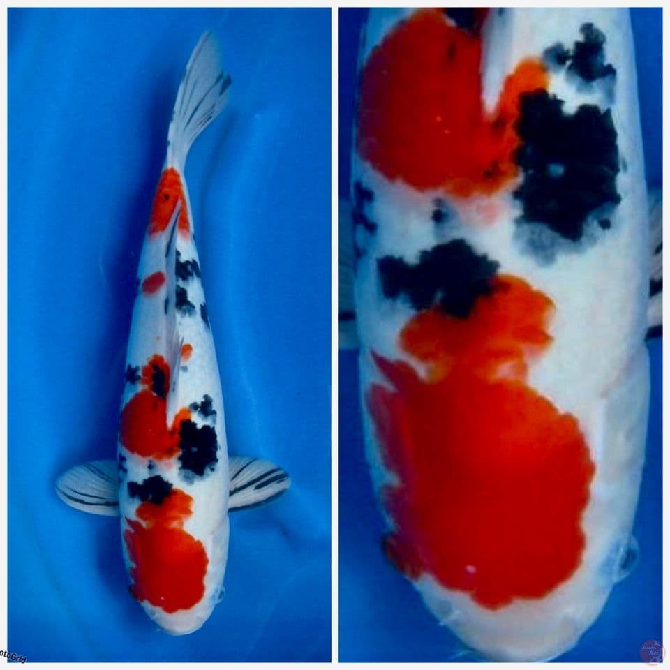 Sanke F1 sakai 42cm