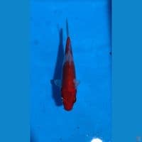 minion kohaku metalik 15cm 