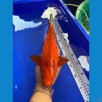 37cm