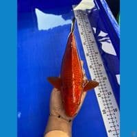 32cm