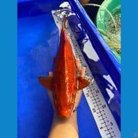 36cm