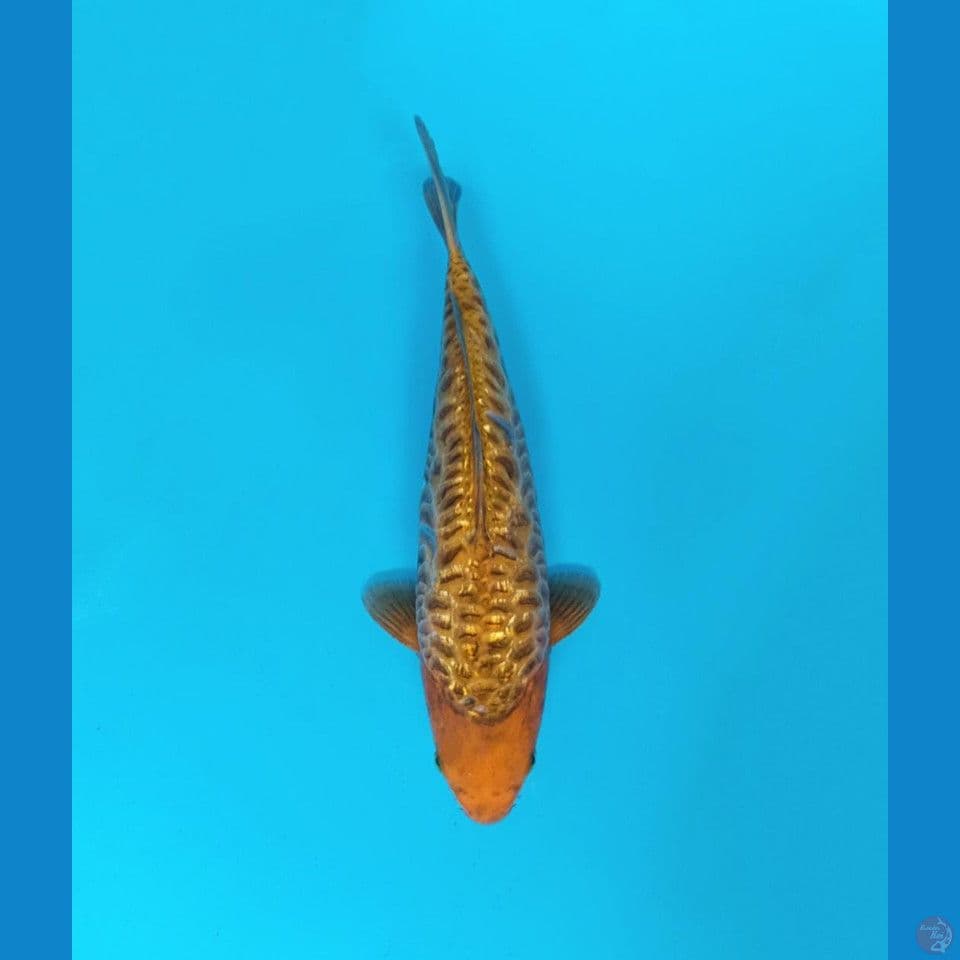 aragoke karanel gindrin 37cm