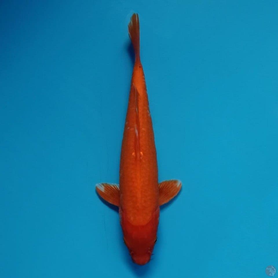 Benigoi 30cm