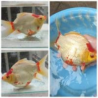 24CM MONSTER Tamasaba 