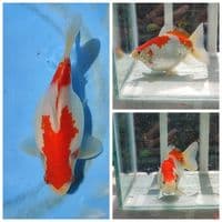 15cm MALE Tamasaba 