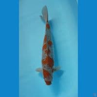 OCHIBA SIGURE 45cm