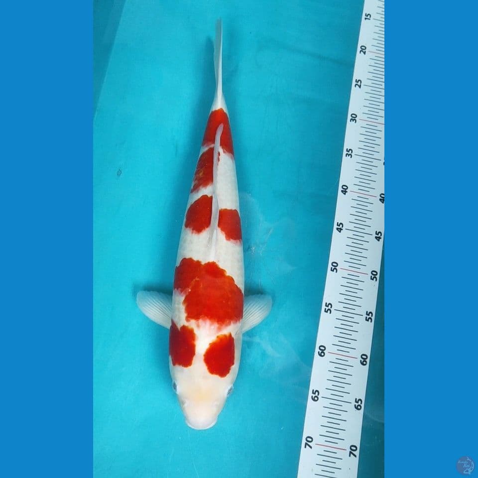KOHAKU STRONG 47CM ORI JUMBO FM