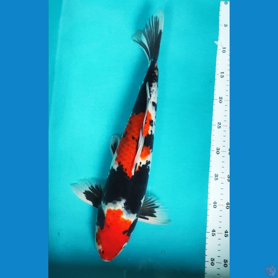 MOTOGORO 45CM MALE JUMBO