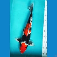 MOTOGORO 45CM MALE JUMBO