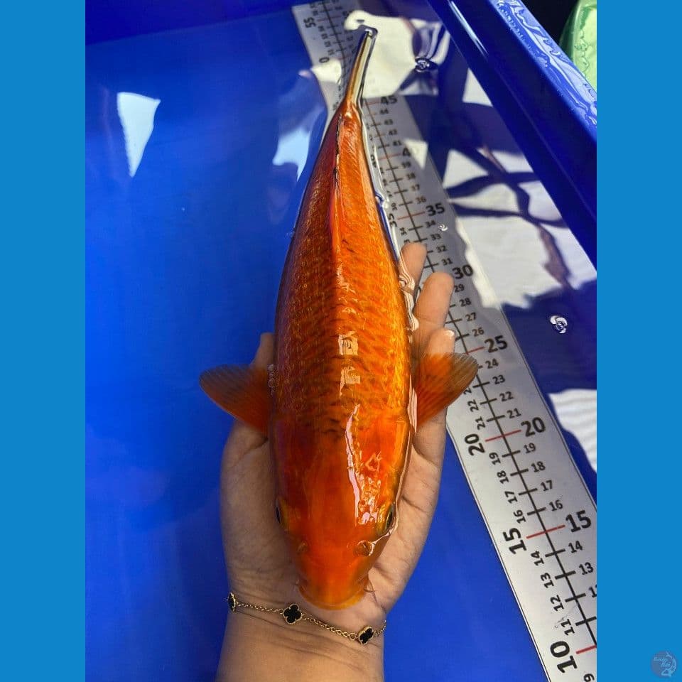 31cm