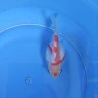 SQ Maruten Tamasaba Short Body 