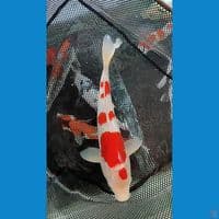maruten Kohaku 38 cm 