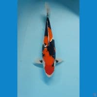 SHOWANGAR 41cm
