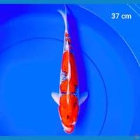 goshiki male 37 cm