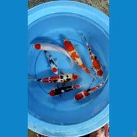 kohaku sanke showa 20-30 cm 7 pcs