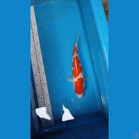 kohaku 32 cm