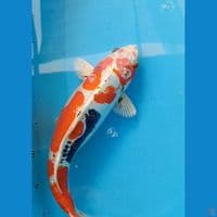 Beni Kiko HQ 42 cm