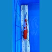 Kohaku 28 cm 
FEMALE 