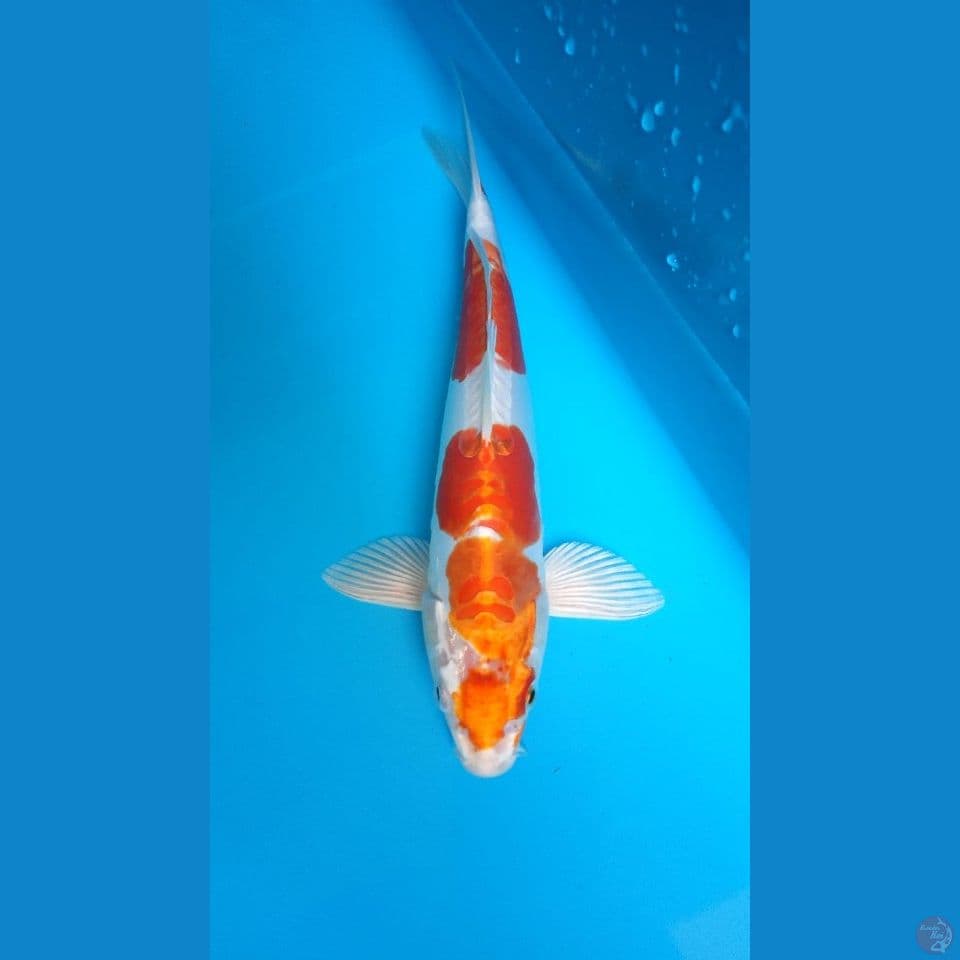 kohaku doit aragoke 27cm male
