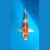 kohaku doit aragoke 27cm male