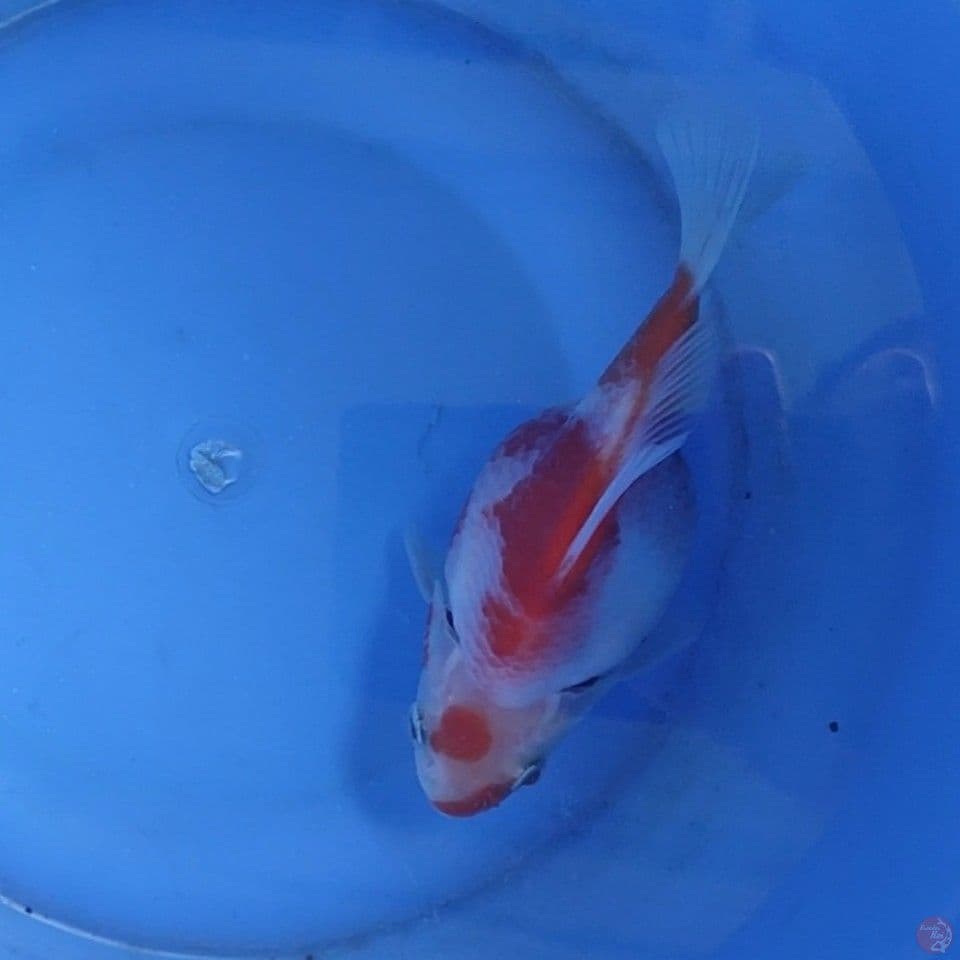 SQ Tamasaba Maruten