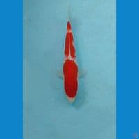 kohaku, 19 cm