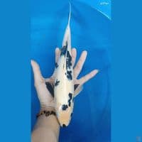 shiro male 32 cm