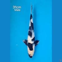 shiro 31 male