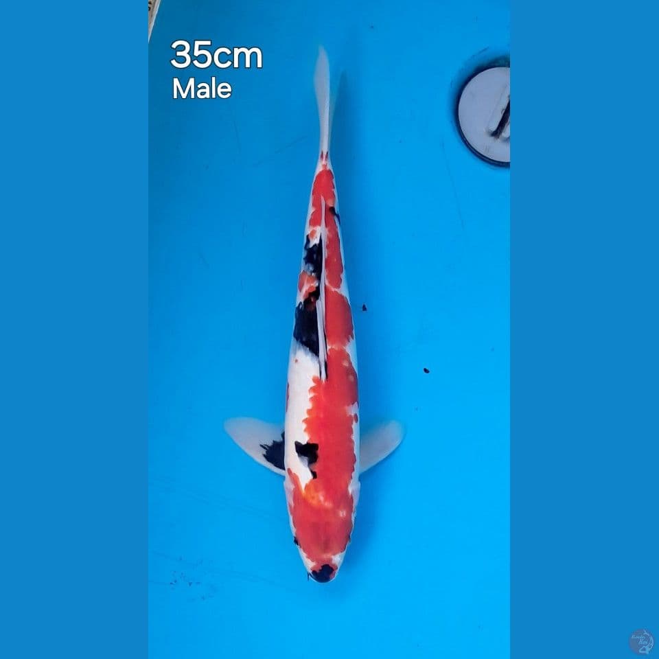 showa 35male