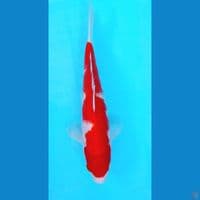 Kohaku Inazuma 28Cm