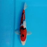 Sanke 28cm